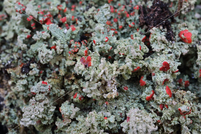 Powder-foot British soldiers (Cladonia incrassata)