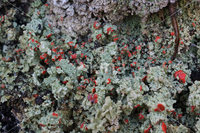 Turflucifer (Cladonia incrassata)