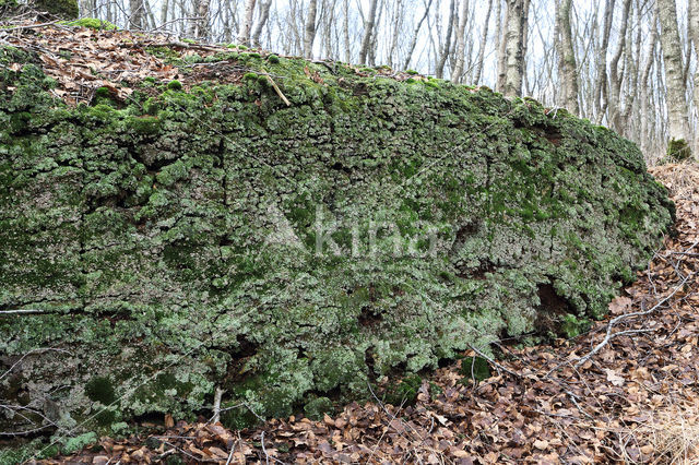 Turflucifer (Cladonia incrassata)