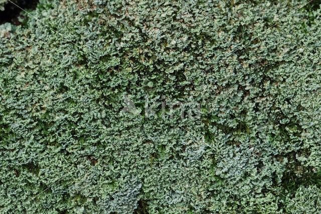 Powder-foot British soldiers (Cladonia incrassata)