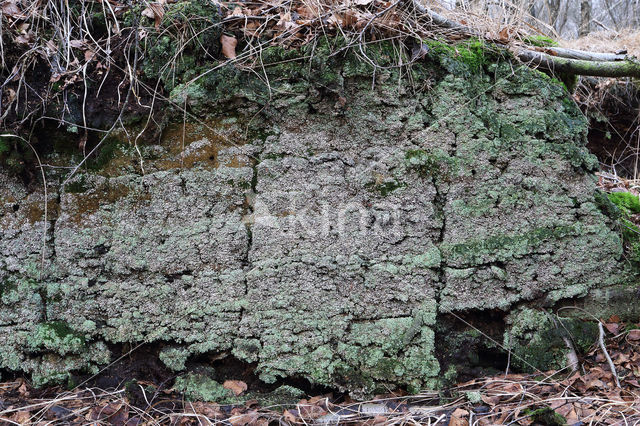 Powder-foot British soldiers (Cladonia incrassata)