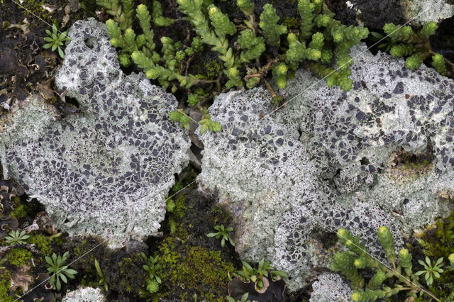 Cowpie lichen (Diploschistes muscorum)