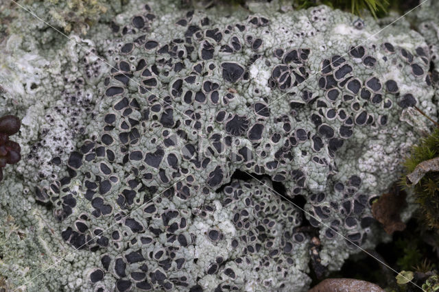 Cowpie lichen (Diploschistes muscorum)