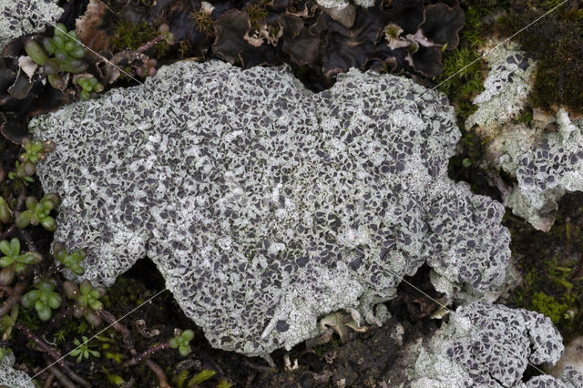 Cowpie lichen (Diploschistes muscorum)