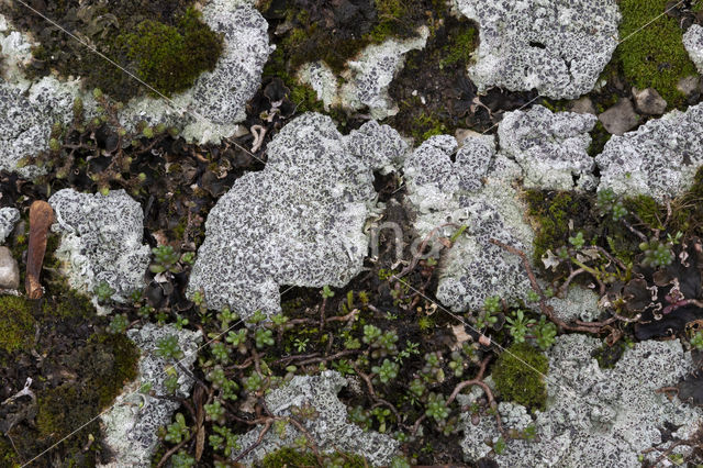 Cowpie lichen (Diploschistes muscorum)