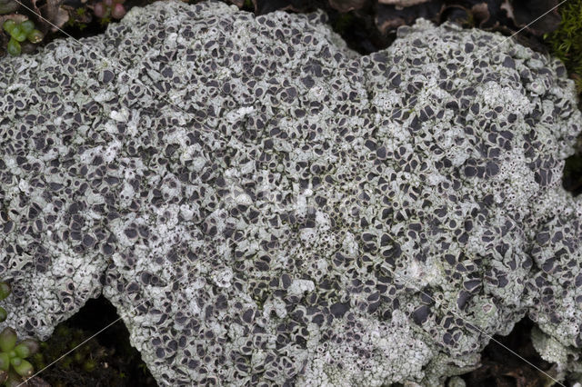 Cowpie lichen (Diploschistes muscorum)