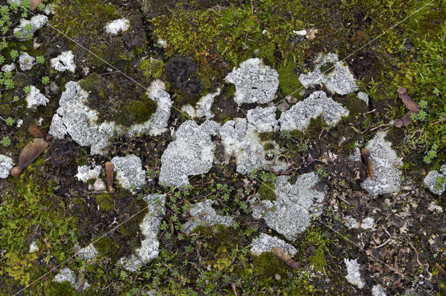 Grote runenkorst (Phaeographis inusta)