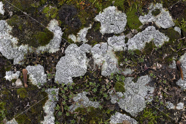 Cowpie lichen (Diploschistes muscorum)
