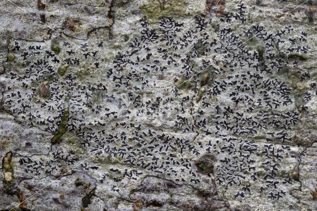 Grote runenkorst (Phaeographis inusta)