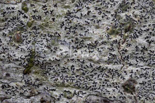 Grote runenkorst (Phaeographis inusta)