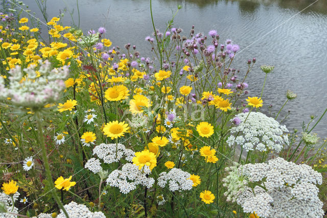 Gele ganzenbloem (Chrysanthemum segetum)