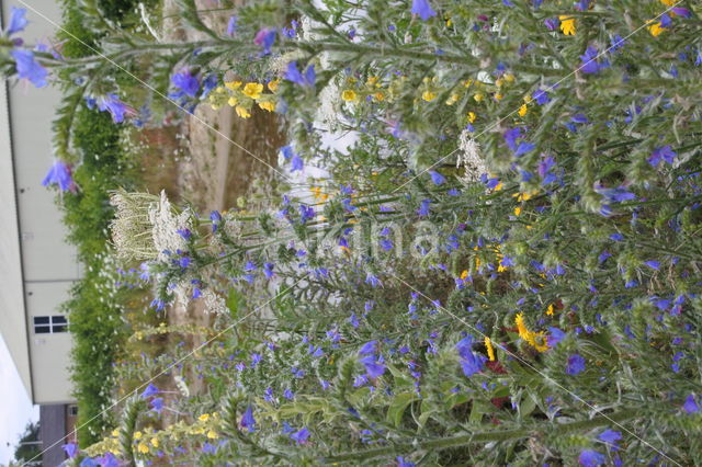 Gele ganzenbloem (Chrysanthemum segetum)