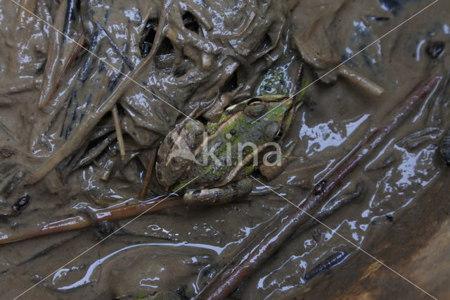 Kamsalamander (Triturus cristatus)