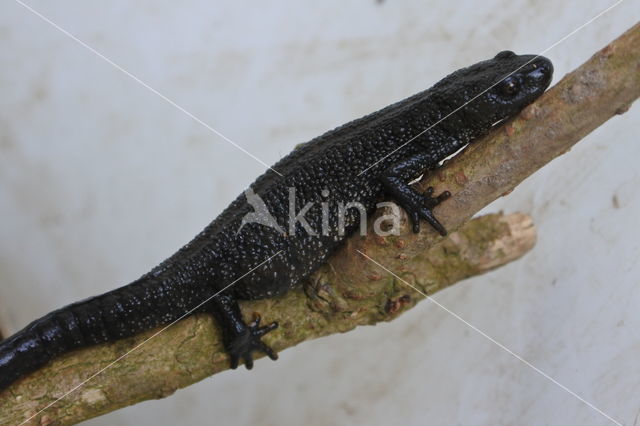 Kamsalamander (Triturus cristatus)