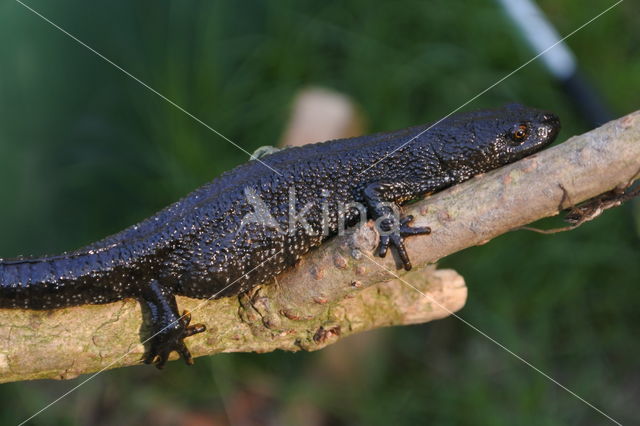 Kamsalamander (Triturus cristatus)