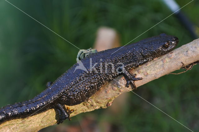 Kamsalamander (Triturus cristatus)