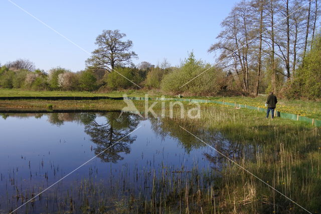 Great Crested Newt