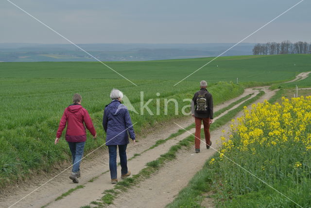 Koolzaad (Brassica napus)