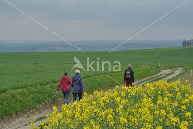 Koolzaad (Brassica napus)