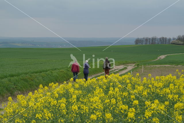 Koolzaad (Brassica napus)