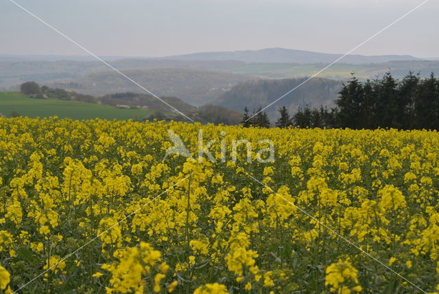 Koolzaad (Brassica napus)