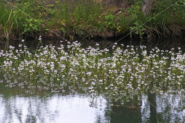 Waterviolet (Hottonia palustris)