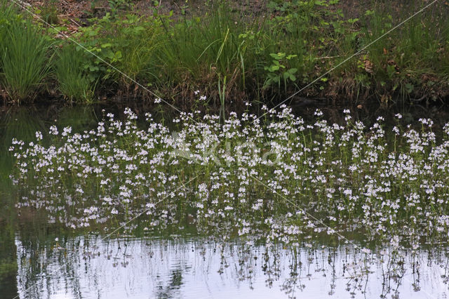 Waterviolet (Hottonia palustris)