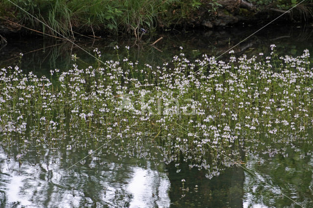 Waterviolier (Hottonia palustris)