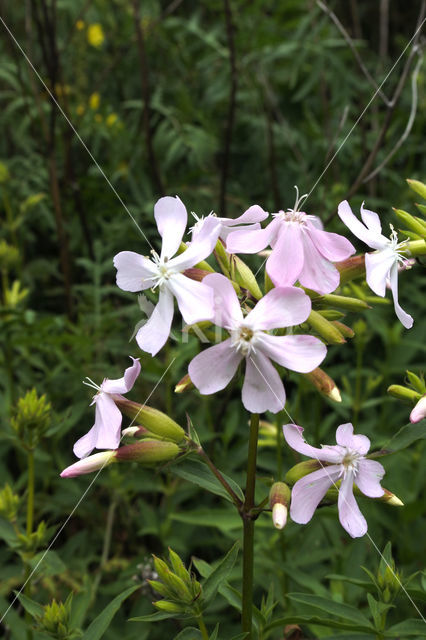 Soapwort (Saponaria officinalis)