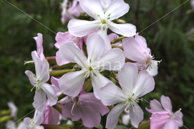 Soapwort (Saponaria officinalis)