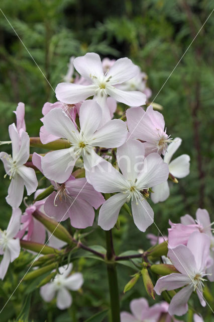 Zeepkruid (Saponaria officinalis)