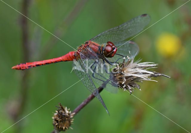 Bloedrode heidelibel (Sympetrum sanguineum)