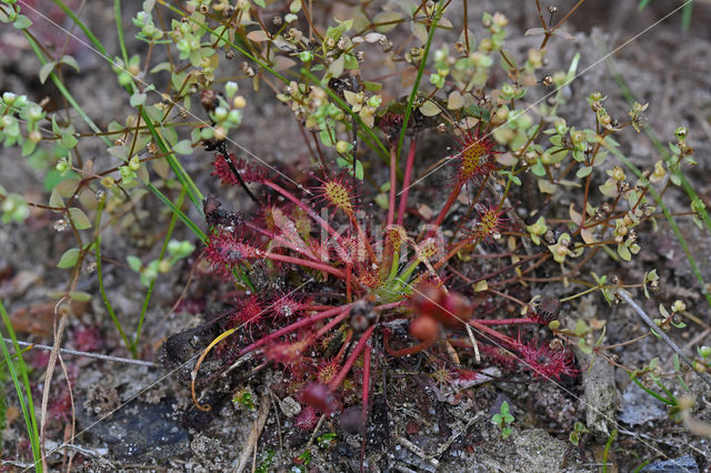 Kleine zonnedauw (Drosera intermedia)