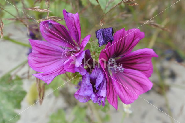 Tuinkaasjeskruid (Malva sylvestris forma rosea)