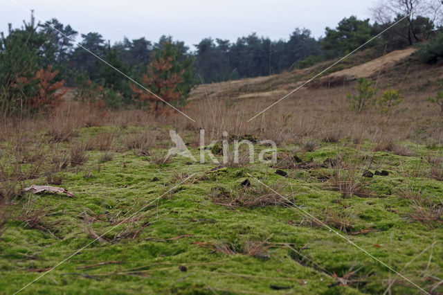 Grijs kronkelsteeltje (Campylopus introflexus)