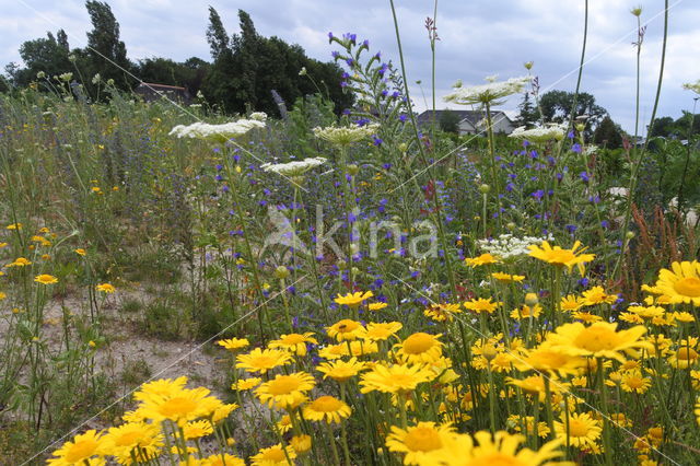 Gele ganzenbloem (Chrysanthemum segetum)