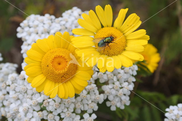 Gele ganzenbloem (Chrysanthemum segetum)