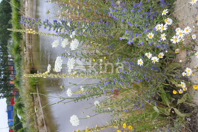 Corn Marigold (Chrysanthemum segetum)