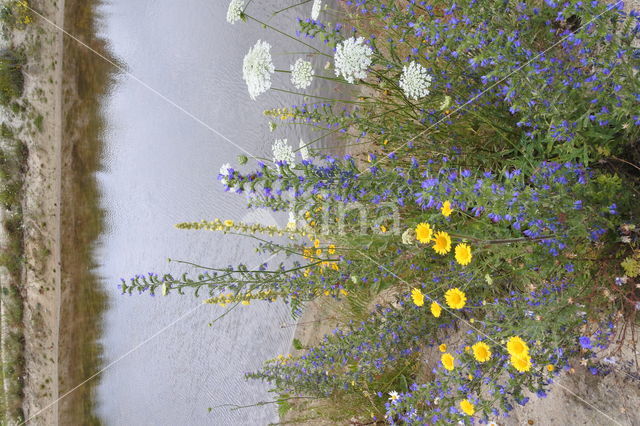 Corn Marigold (Chrysanthemum segetum)