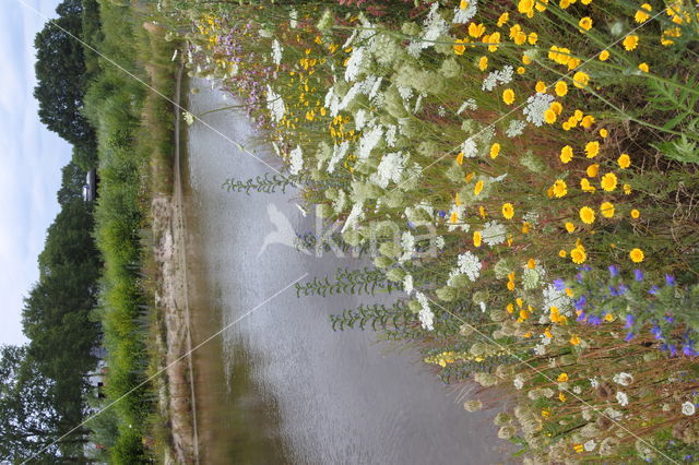 Corn Marigold (Chrysanthemum segetum)