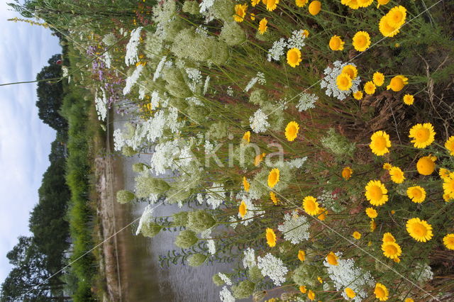 Gele ganzenbloem (Chrysanthemum segetum)