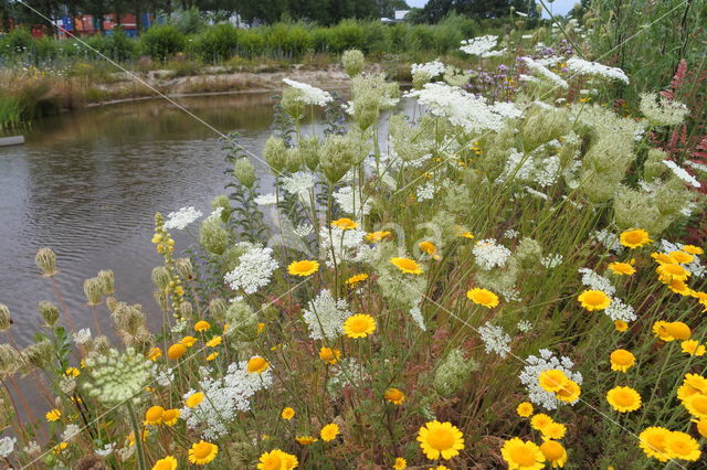 Gele ganzenbloem (Chrysanthemum segetum)