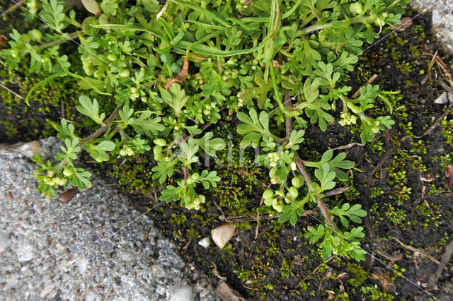 Slender Parsley-piert (Aphanes inexpectata)