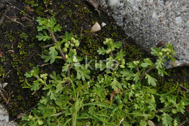 Slender Parsley-piert (Aphanes inexpectata)