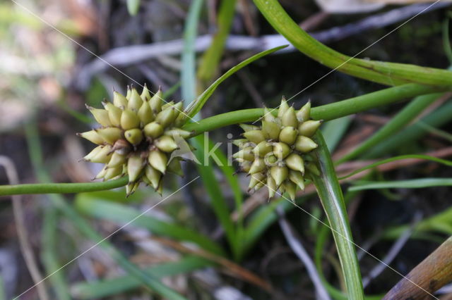Kleinste egelskop (Sparganium natans)