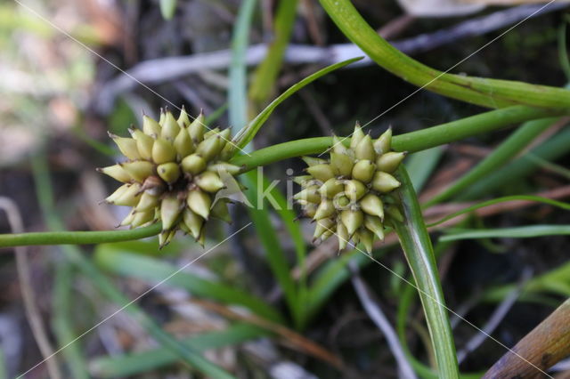 Least Bur-reed (Sparganium natans)