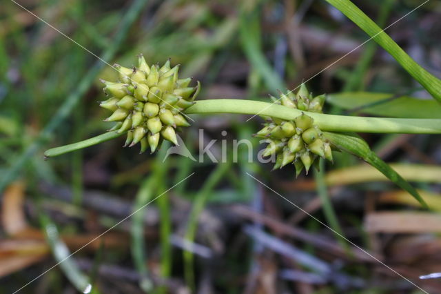 Kleinste egelskop (Sparganium natans)