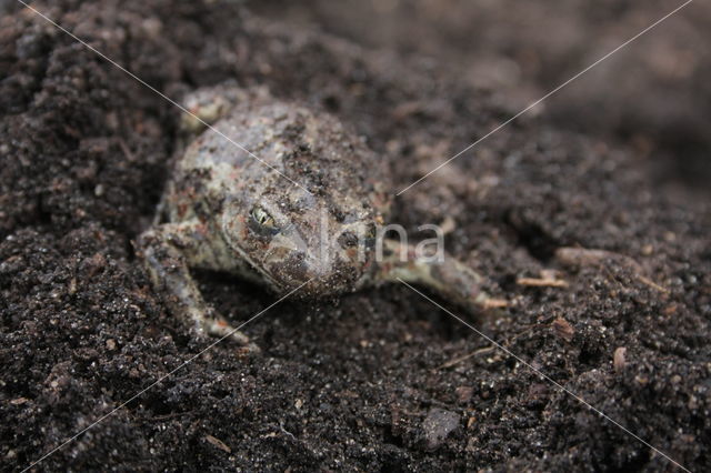 Common Spadefoot Toad (Pelobates fuscus)