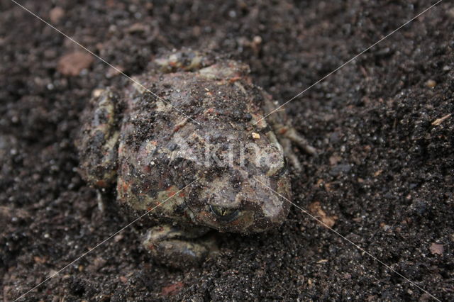 Common Spadefoot Toad (Pelobates fuscus)