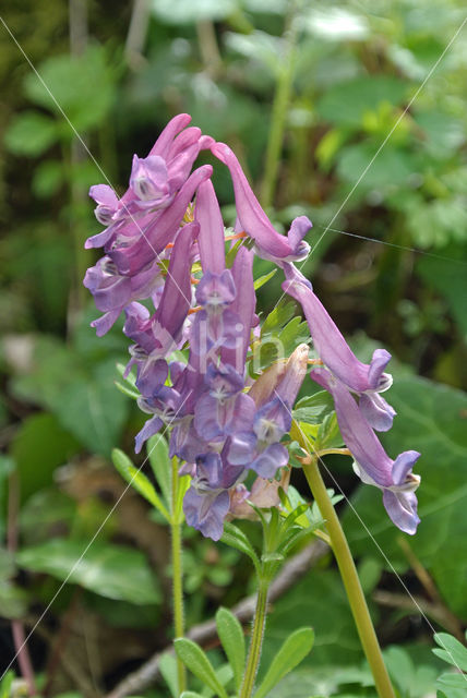 Vingerhelmbloem (Corydalis solida)